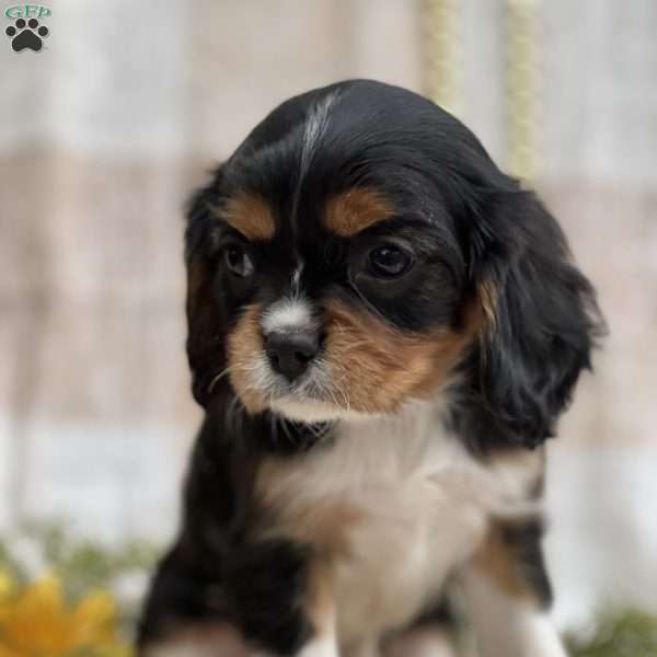 Thomas, Cavalier King Charles Spaniel Puppy